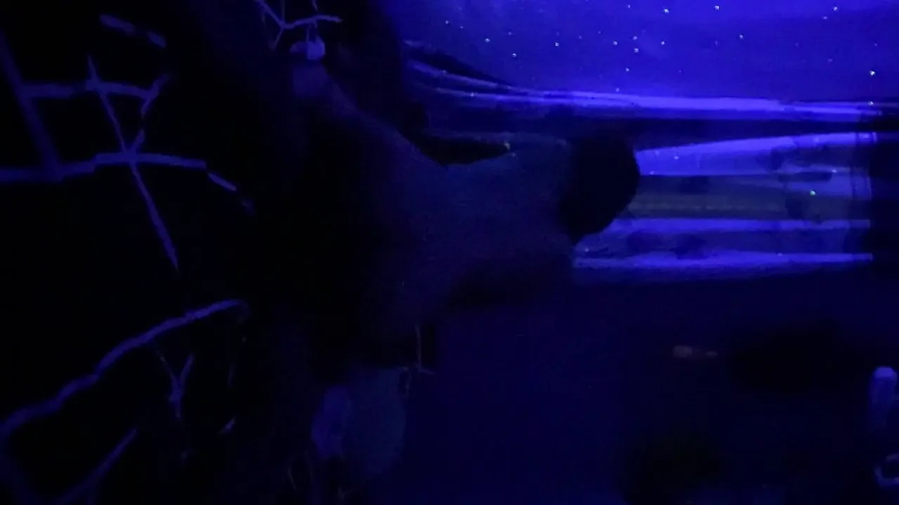A Video Of A Student Having Sex With Her Boyfriend